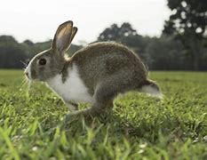 Image result for Little Bunnies