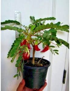 rimi Bird of Paradise Plant Price in India - Buy rimi Bird of Paradise ...
