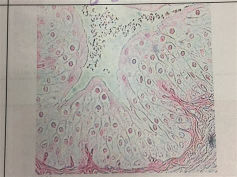Classification of Tissues 的图像结果