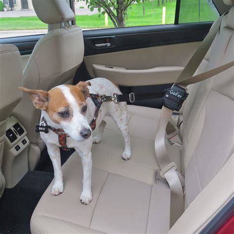 Dog Car Seat Belt Review at Zane Hodge blog