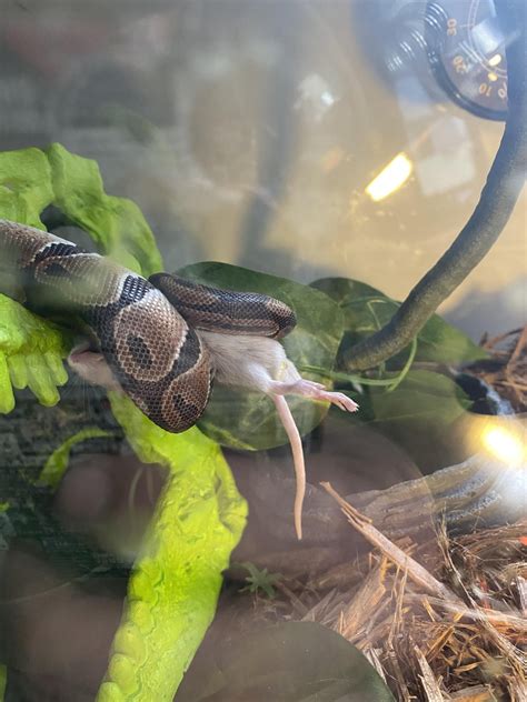 Image result for Petco Green Tree Python