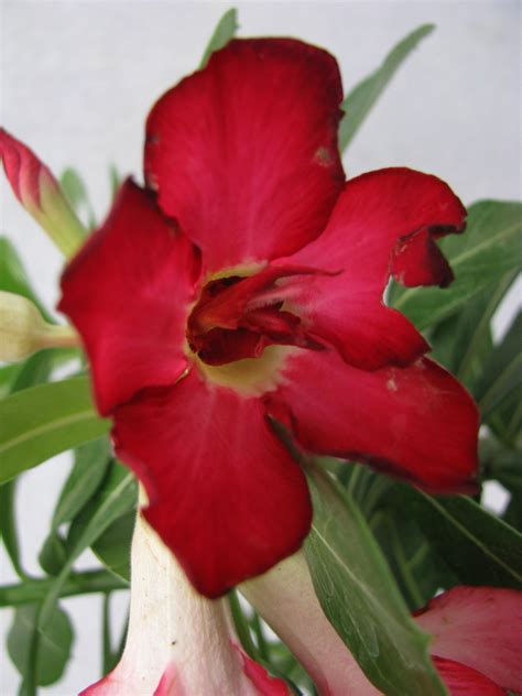 Red Doxon Adenium Single Layer Red Flower Plant | Buy Flowering Plant ...