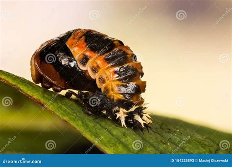 Close-up Macro Shot of Ladybird Beetle Pupa Stock Image - Image of larva, micro: 154225893