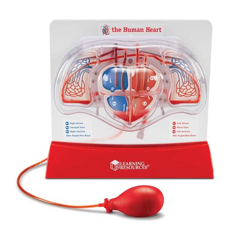 Learning Resources Pumping Heart Model : Amazon.in: Toys & Games