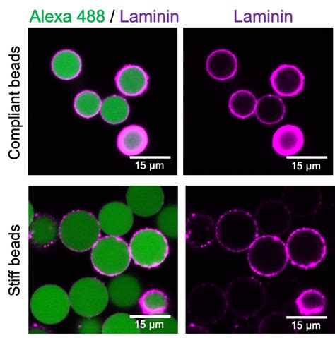Image result for Measuring Fluorescence Intensity ImageJ