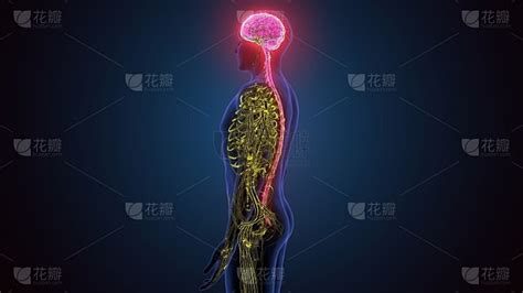 人脑 的图像结果