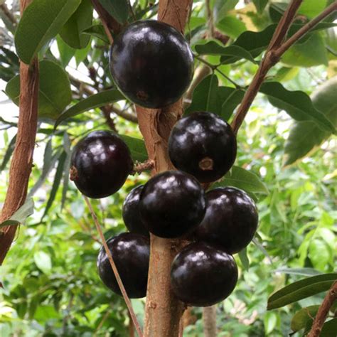 Precoce Jaboticaba Fruit Plant - Plinia cauliflora – Gardenshoppy