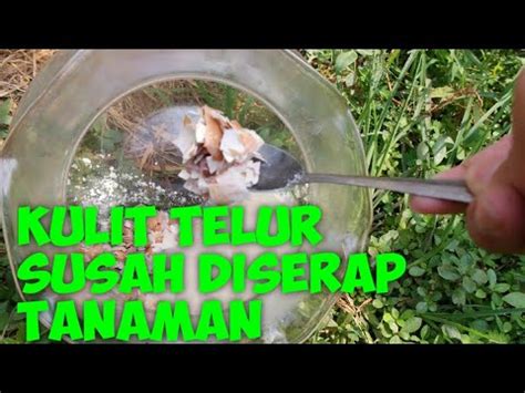 Cara Membuat Pupuk Organik Dengan Kulit Telur dengan Mudah - navigasiin