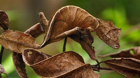 Satanic Leaf-Tailed Gecko: A Complete Guide to Care, Conservation, and ...