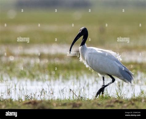 the natural behavior and environment of the ibis, highlighting its unique physical ...