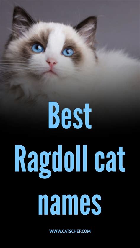 Cute Names For Ragdoll Cats