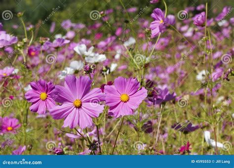 Purple Wildflowers stock image. Image of nature, lots - 4595553