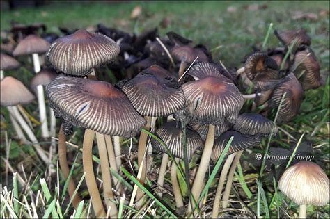 Coprin micacé ou Coprinellus micaceus - Faune & Flore de France