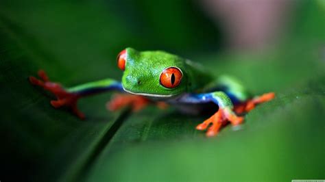 Image result for Tree Frog Terrarium