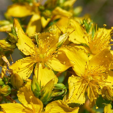 Hierba de San Juan / Hypericum perforatum | Matriz