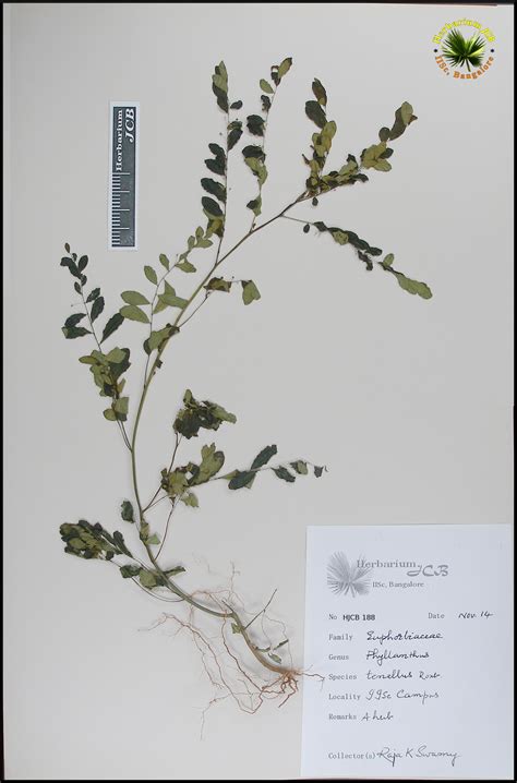 Herbarium JCB