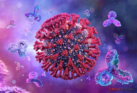 一项美国研究发现，一种称为「S2H97」的抗体能够有效对抗各式各样的变种新冠病毒及相近的冠状病毒，研究人员将它称为「超级抗体」。 （示意图 ...