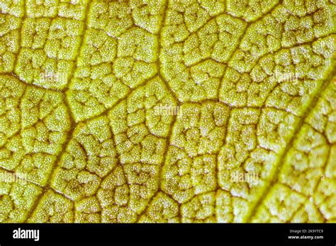 Microscopic Patterns 的图像结果