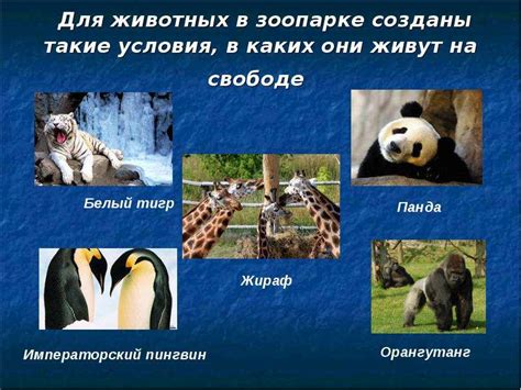 Что такое зоопарк (1 класс) - презентация, доклад, проект скачать