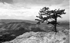 Background Images Black And White by 37 Black And White Backgrounds Pictures Wallpaper Background Images Black And White