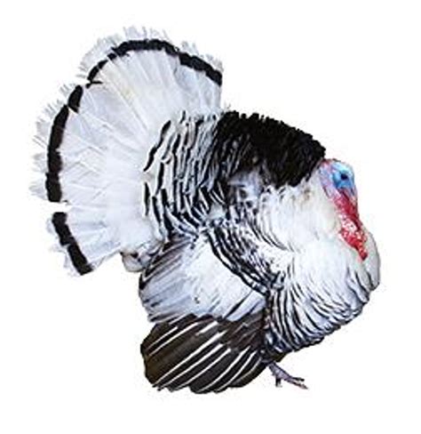 Royal Palm Turkeys, Not Sexed | Stromberg's