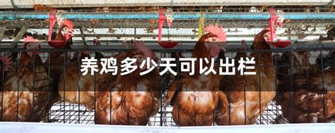 最高补贴25万！山西发布养鸡场购买设备补贴_公示_肉鸡_养殖