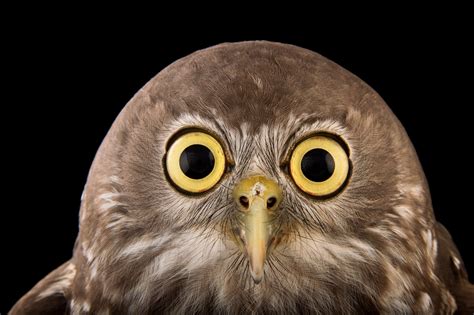 Aussie Bush Buddies: Discover the Unique Charm of Australian Native Animals