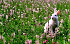 Image result for Spring Bunnies Background