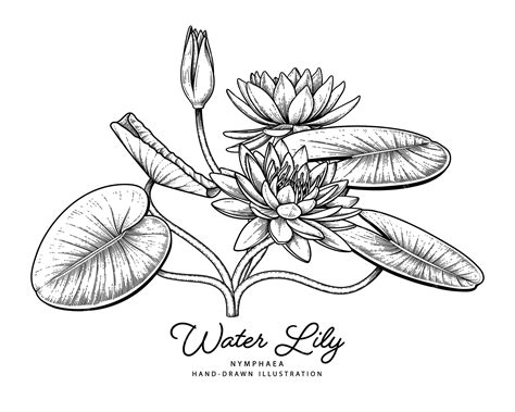 How To Draw A Lily Pad Flower