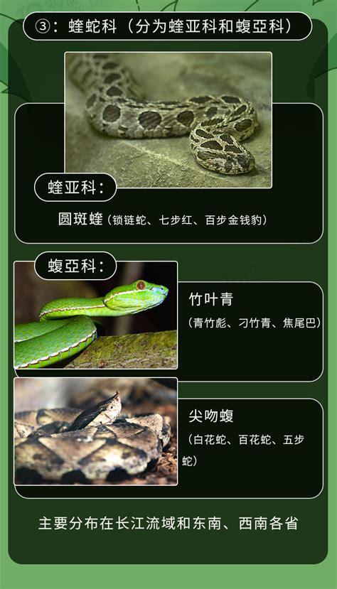 如何区别毒蛇和无毒蛇？常见的剧毒蛇有9种，不熟悉的人看看吧|毒虫|出版社|重庆市_新浪新闻