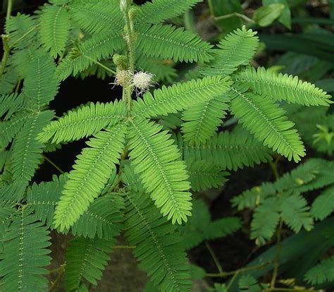 The Touch-Sensitive Plants Known as Mimosa Pudica or Touch-Me-Not ...