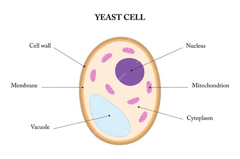 Premium Vector | Labeled diagram of a yeast cell