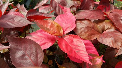 Copper Leaf Electric at Thomas Reiser blog