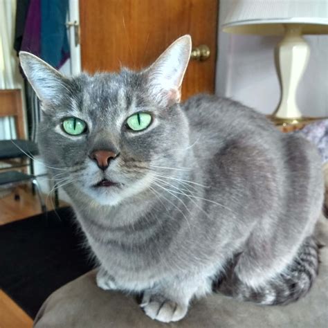 Russian Blue Tabby Cat