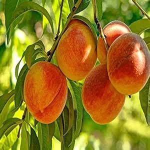 healthy vibe Peach Aadu Grafted Fruit Plant Easily Grow At Terrace And ...