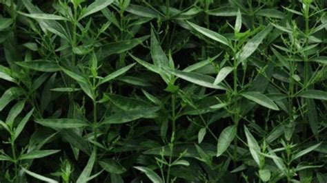 Diabetes Control: ডায়াবেটিস নিয়ন্ত্রণে রাখে একটি পাতার রস, সকালে খালি ...