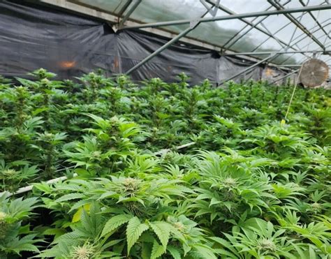 Hemp farming is booming again. A federal ban on hemp-derived THC ...
