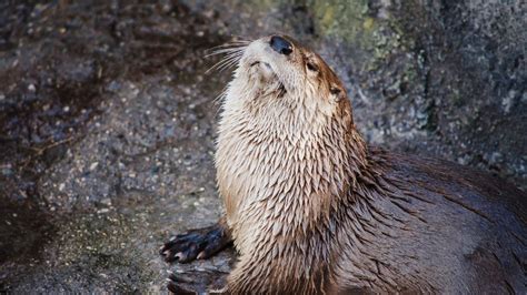 What do otters eat? Sea otter vs. river otter diet, explained.
