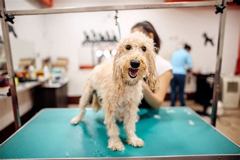 How Do I Choose A Dog Groomer