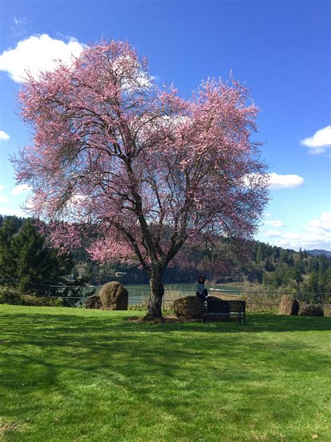 Today is perfect. Cherry blossoms 🌸 in bloom :) : r/Portland