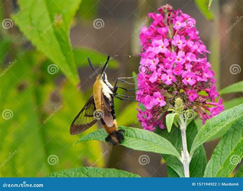 Clearwing Hummingbird Moth stock photo. Image of nature - 157194922