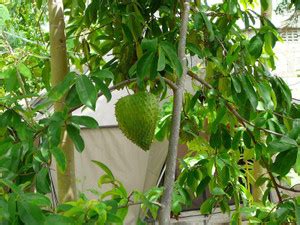 M-Technologies Rare Soursop (Annona muricata) 1 Healthy Live Plant ...