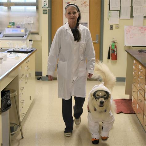 Golden Retriever Service Dog Works in Lab with Owner