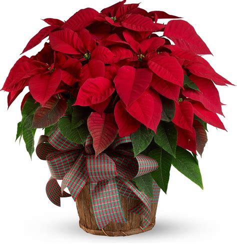 Large Red Poinsettia | Poinsettia plant, Christmas flowers, Red ...
