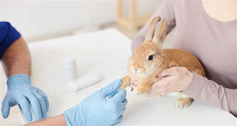 Rabbit Vaccination Guide - Mount Pleasant Veterinary Group