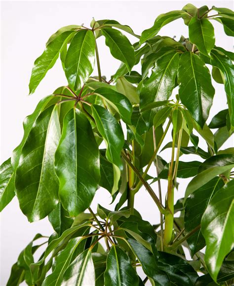 Schefflera 101: How to Care for Scheffleras | Bloomscape