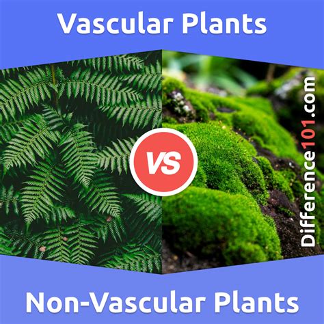 Vascular vs. Non-Vascular Plants: 5 Key Differences, Pros & Cons, Examples | Difference 101