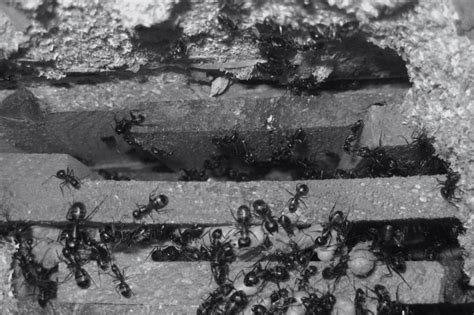 Carpenter Ants: Signs of Infestations and How to Exterminate Them - Bug ...