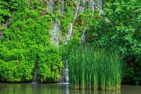Spring Water Pond 的图像结果