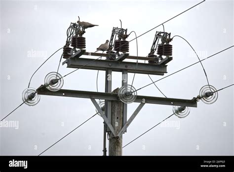 Electricity Power Lines 的图像结果